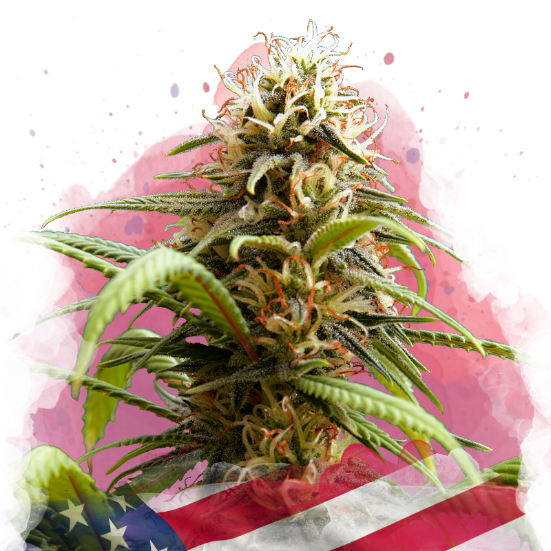 Bruce Banner Feminized Seeds