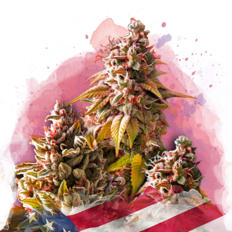 Bubble Kush Feminized Seeds