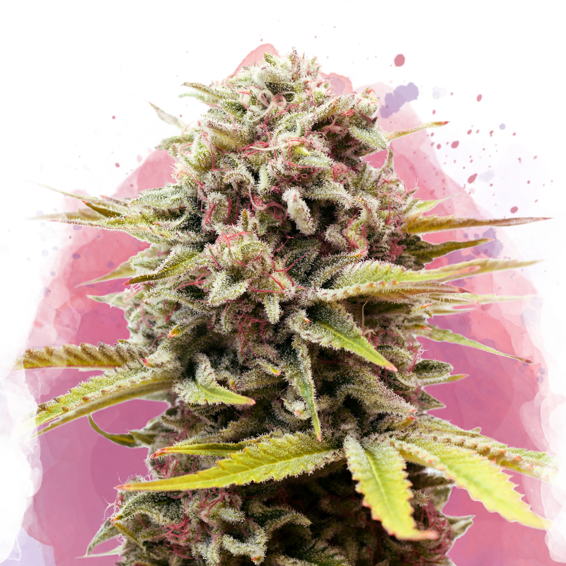 Bubblelicious Feminized Seeds
