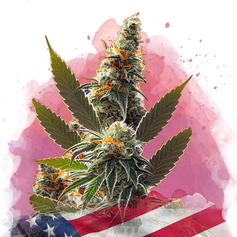 California Orange Bud Feminized Seeds