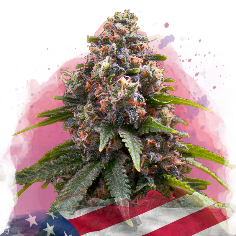 Candy Kush Feminized Seeds
