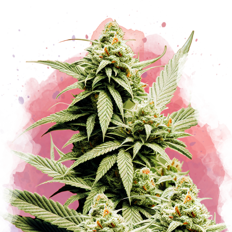 Cement Shoes Feminized Seeds