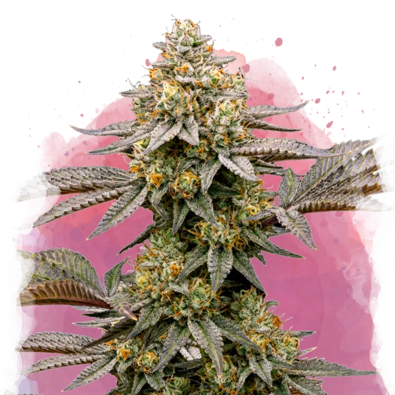 Cereal Milk Feminized Seeds