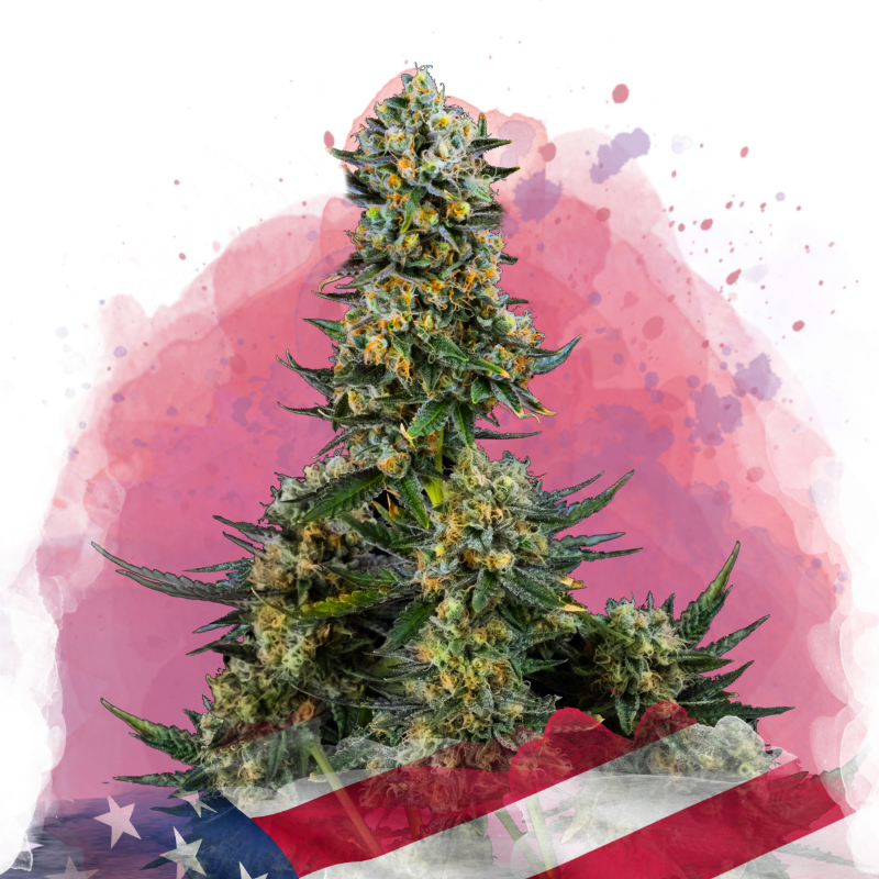 Chemdog Feminized Seeds