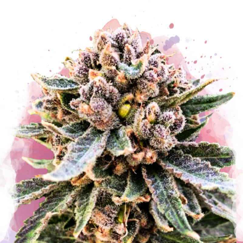 Cherry Blossom v2 CBD Feminized Seeds