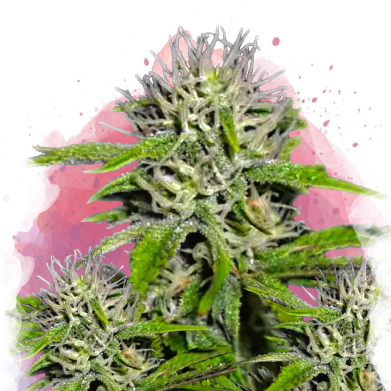Cherry Wine v2 CBD Feminized Seeds