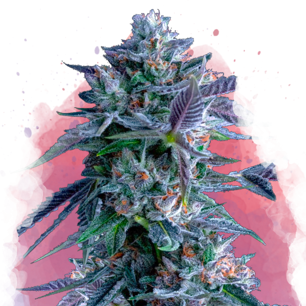 Chocolope Feminized Seeds