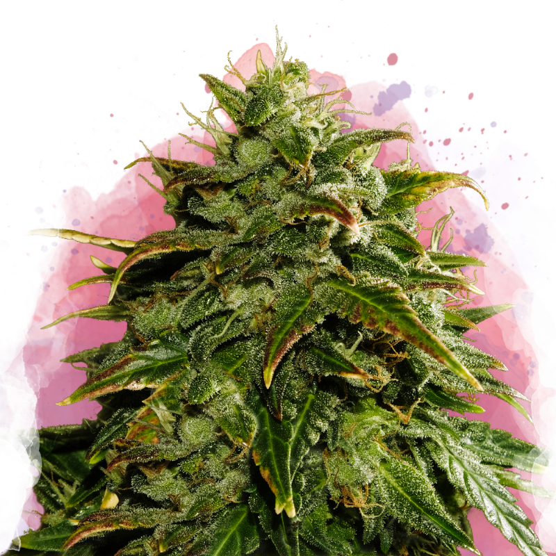 Cookies & Cream Feminized Seeds