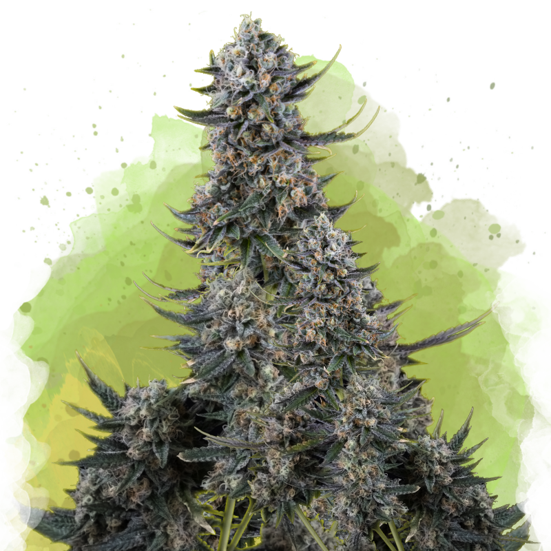 Critical Autoflower Seeds