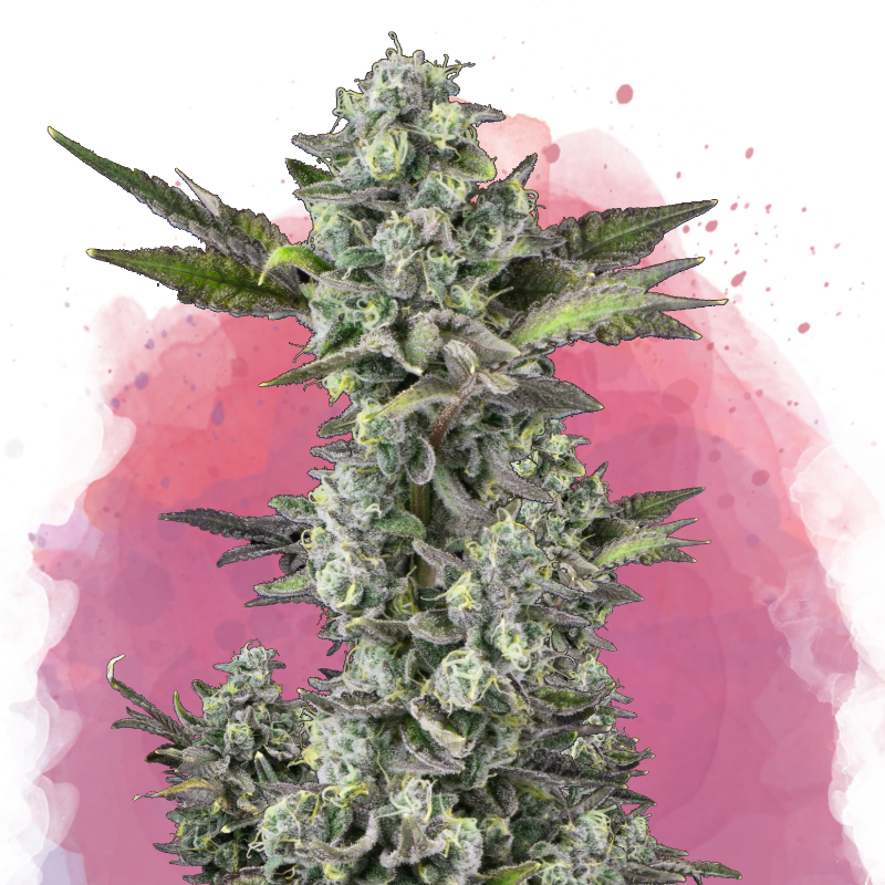 Critical Feminized Seeds