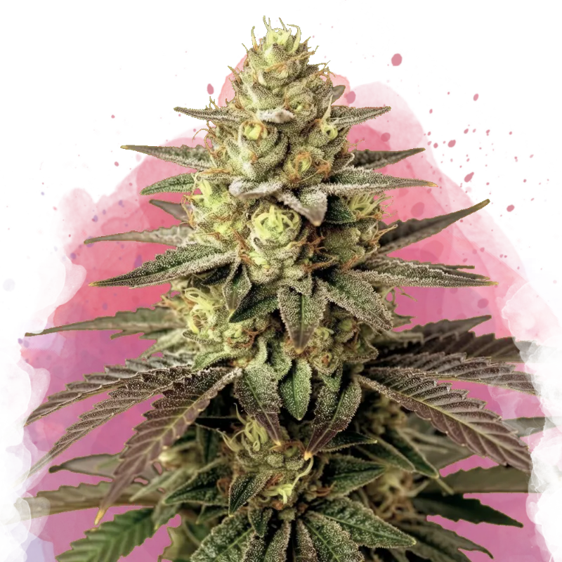 Do Si Dos Feminized Seeds