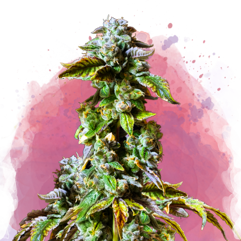 Durban Poison Feminized Seeds