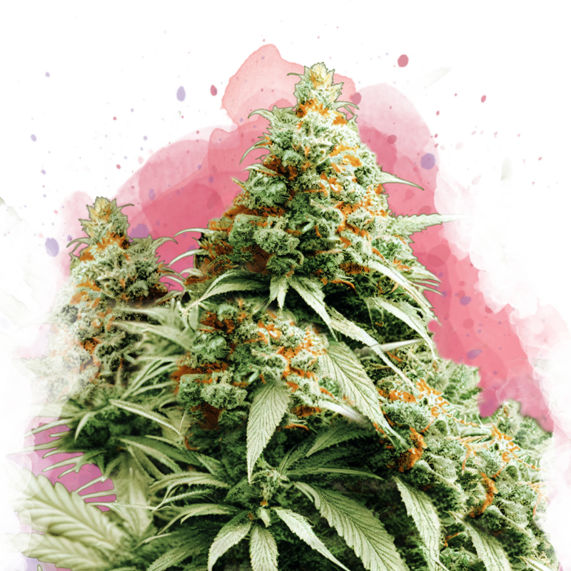 Exodus Cheese Feminized Seeds