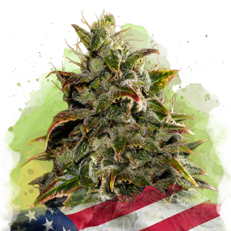 Gelato Autoflower Seeds