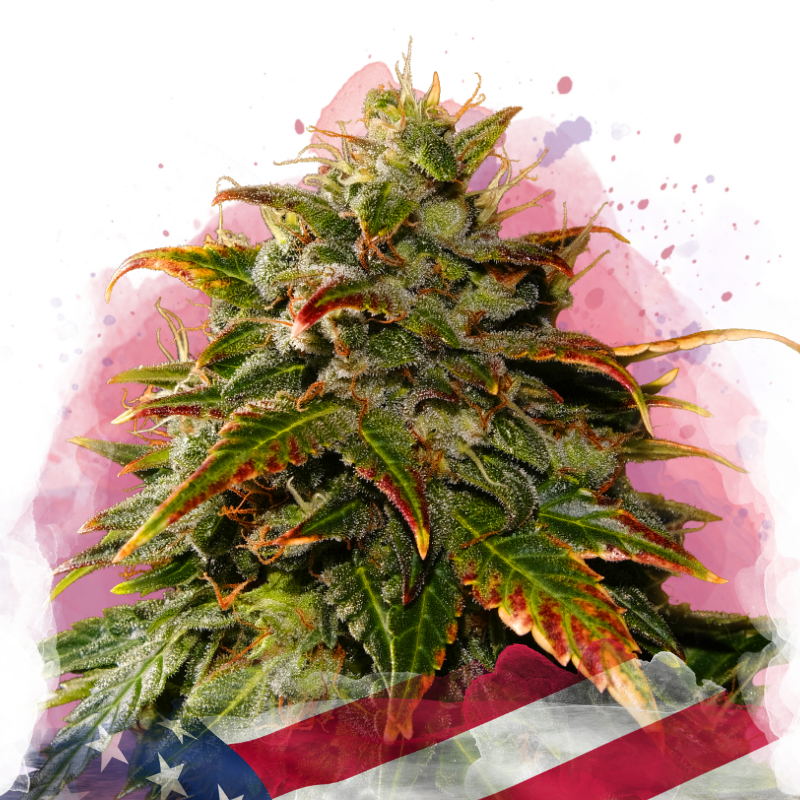 Gelato Feminized Seeds