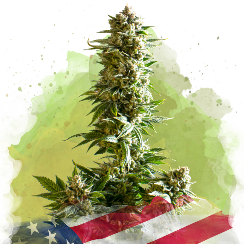 Girl Scout Cookies Autoflower Seeds
