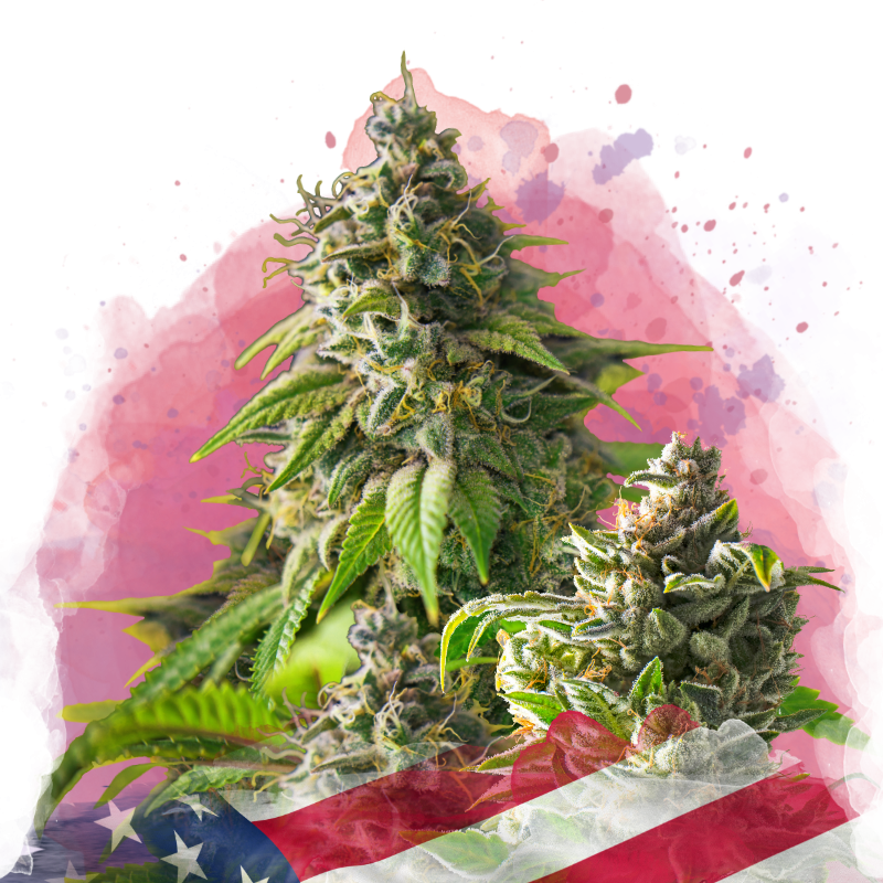 Girl Scout Cookies Feminized Seeds
