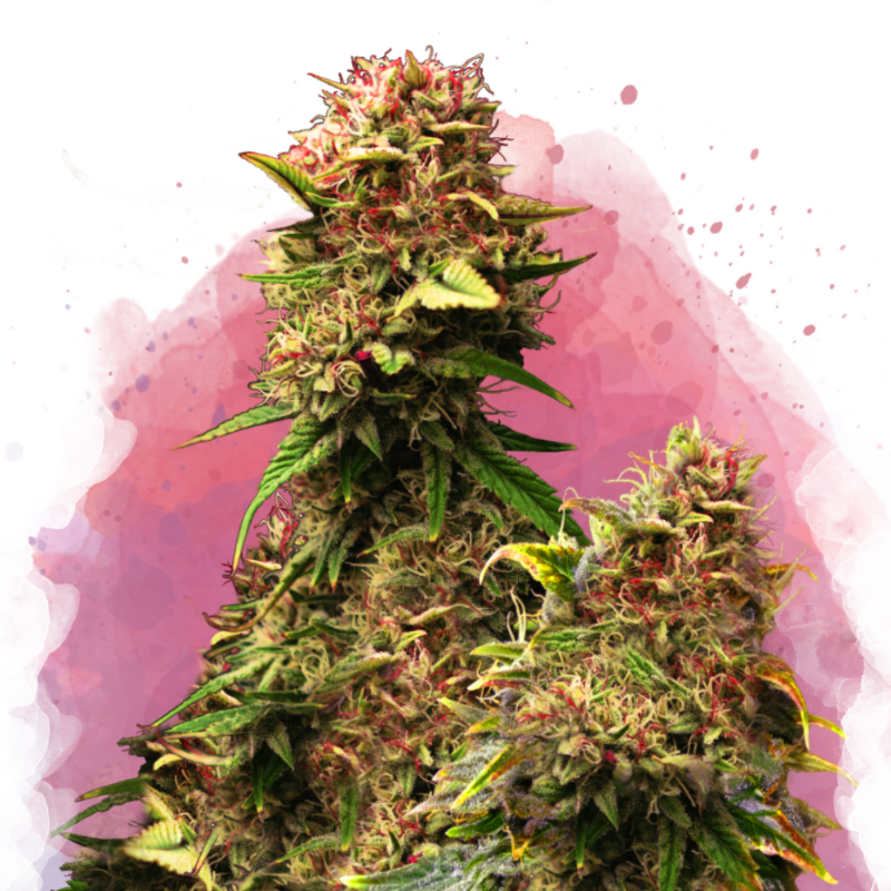 Granddaddy Purple Feminized Seeds