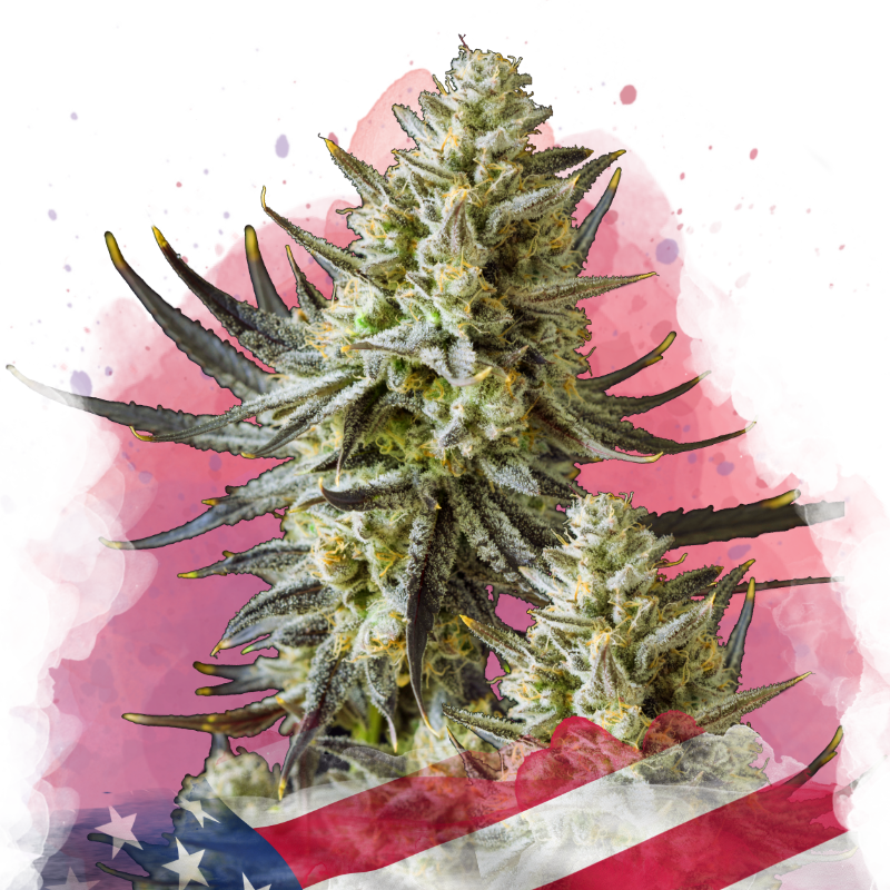 Grease Monkey Feminized Seeds