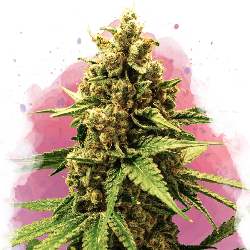 Great White Shark Feminized Seeds