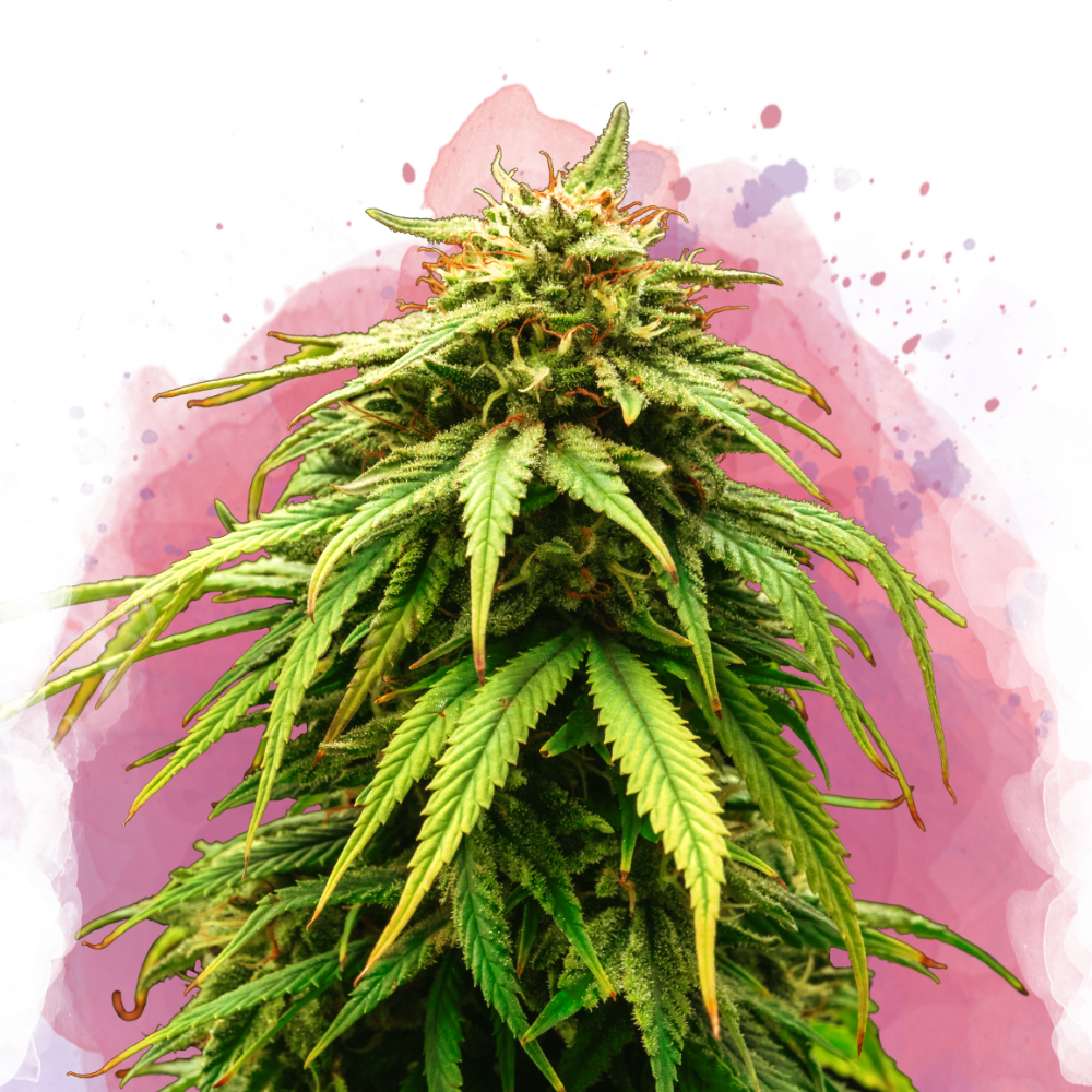 Green Crack Feminized Seeds