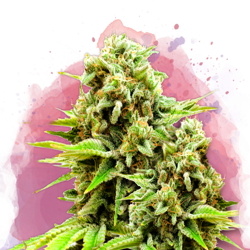 Green Poison Feminized Seeds