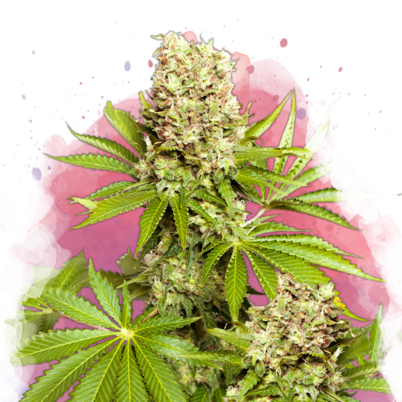 Hawaii Maui Waui Feminized Seeds