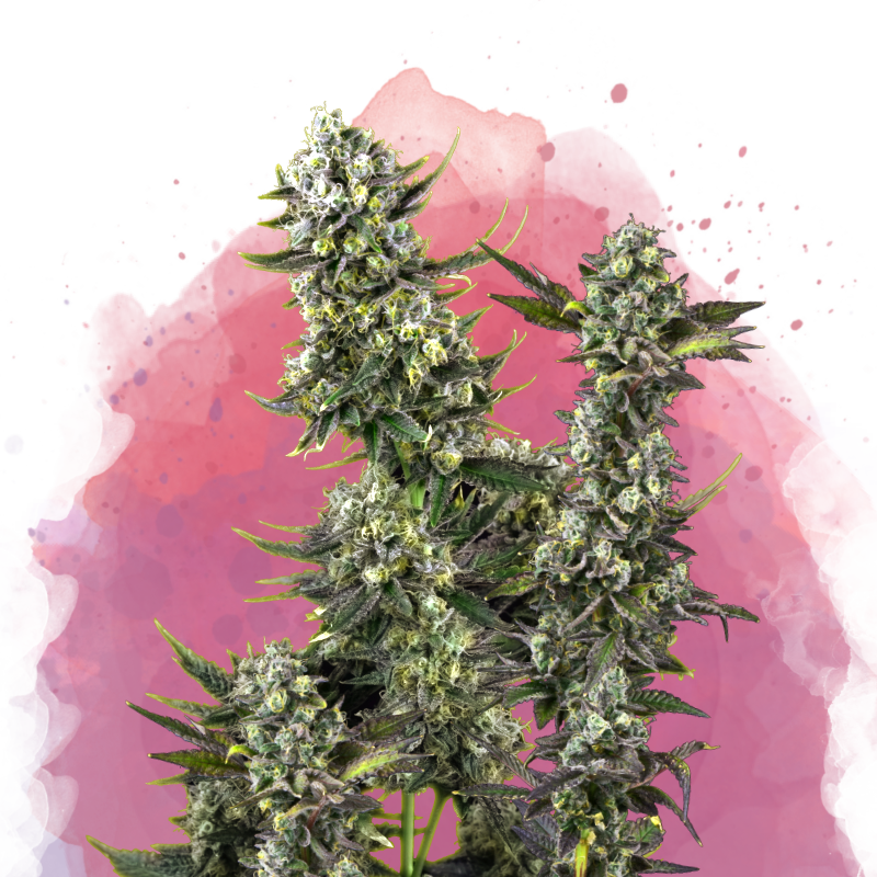 Hindu Kush Feminized Seeds
