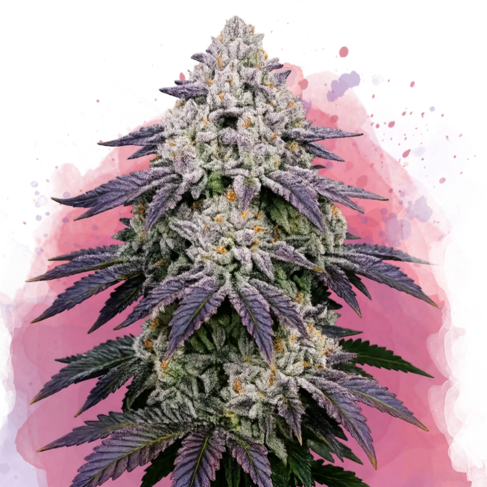 Ice Cream Cake Feminized Seeds