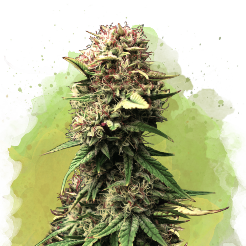Jock Horror Autoflower Seeds