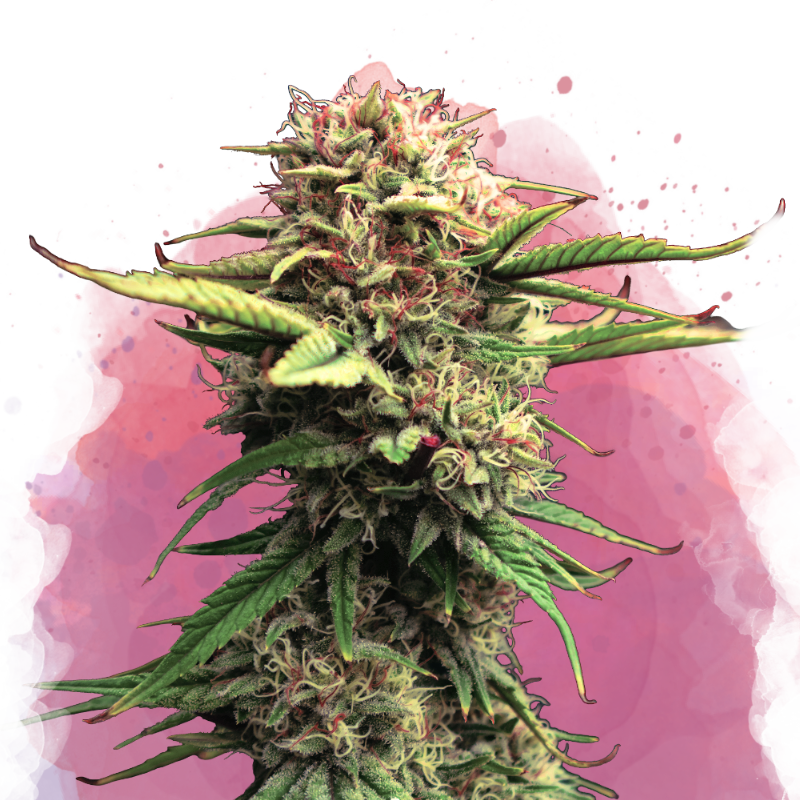 Jock Horror Feminized Seeds