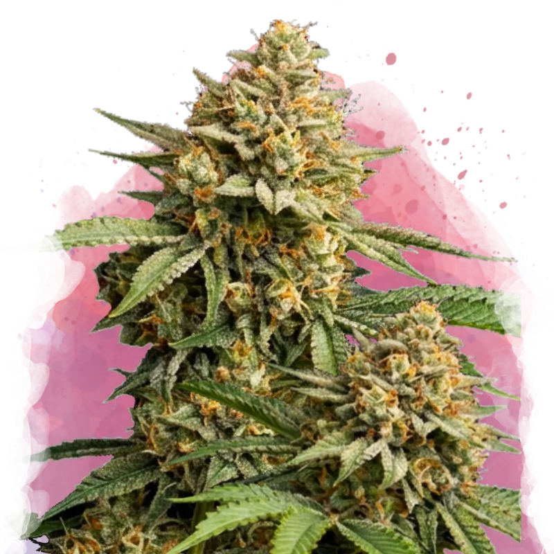 Lemon Cherry Gelato Feminized Seeds