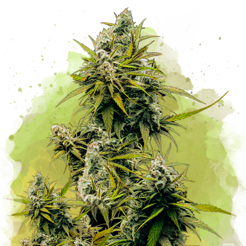 Lemon OG Haze Autoflower Seeds