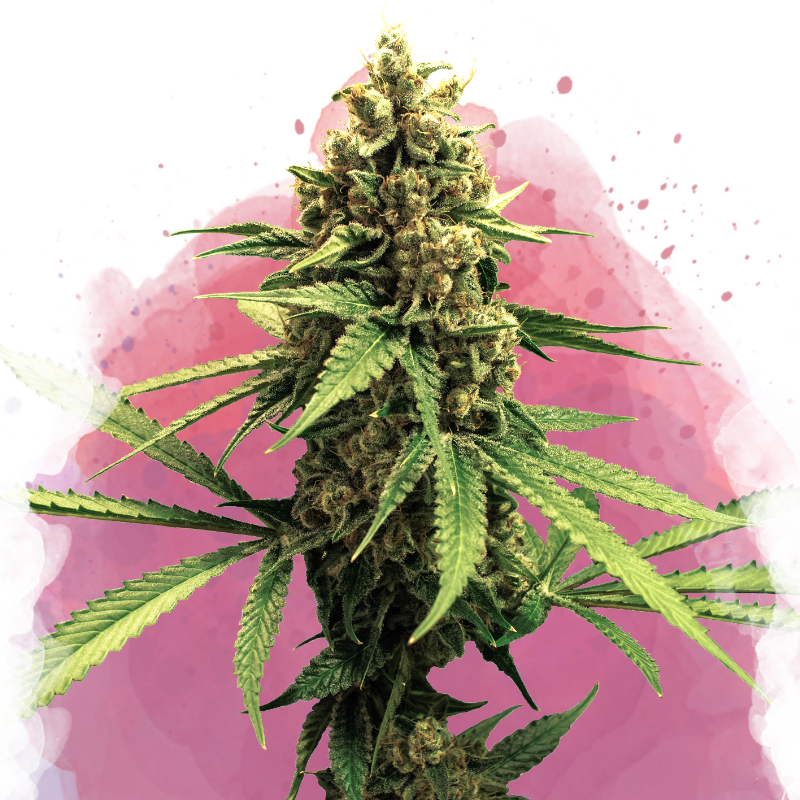Lemon OG Haze Feminized Seeds