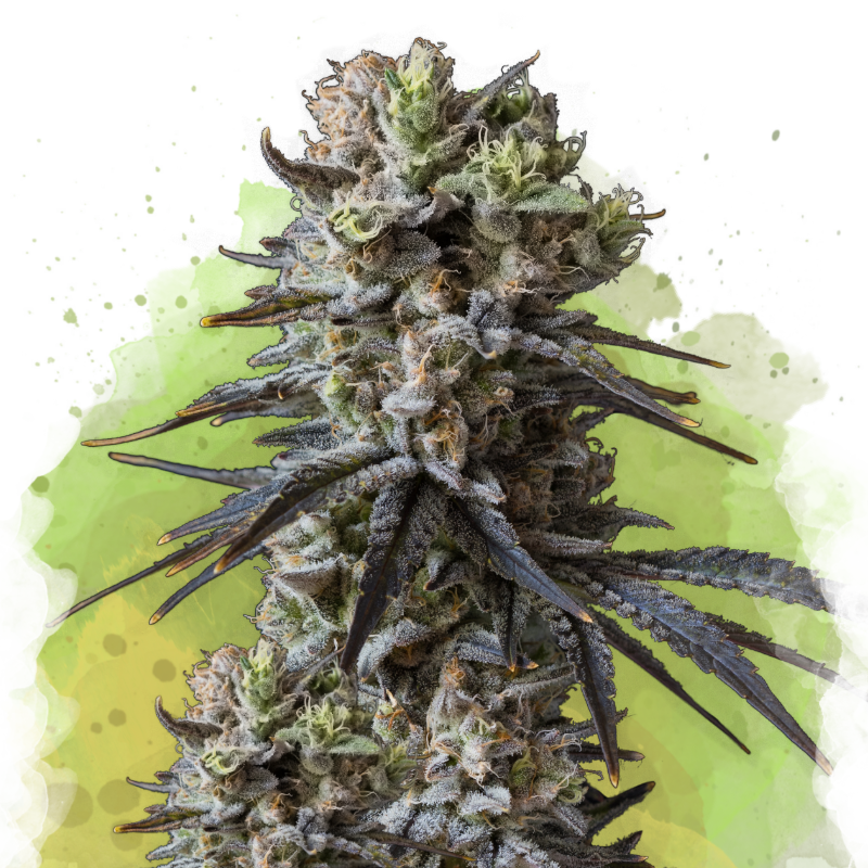 Lithium OG Kush Autoflower Seeds