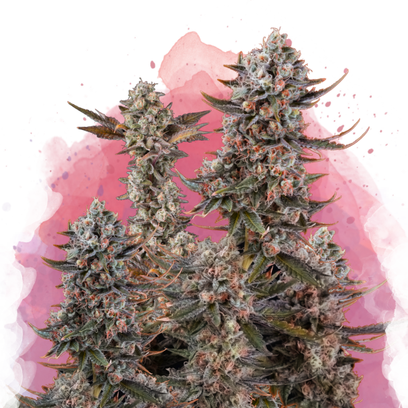 Lithium OG Kush Feminized Seeds