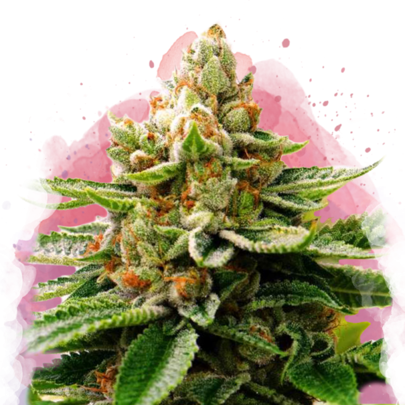 LSD Feminized Seeds
