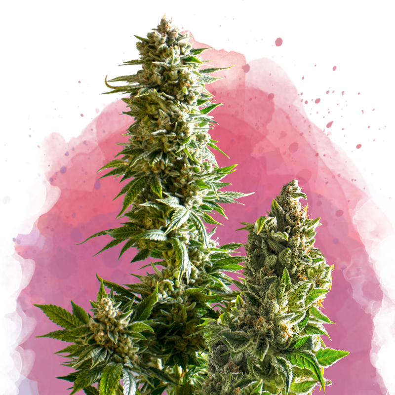 Master Kush Feminized Seeds