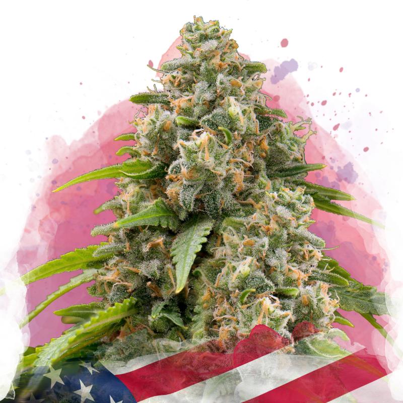 Matanuska Feminized Seeds