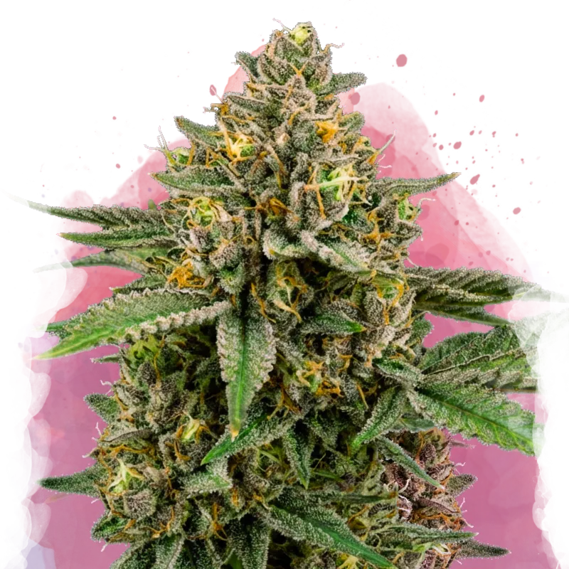 Mimosa Feminized Seeds