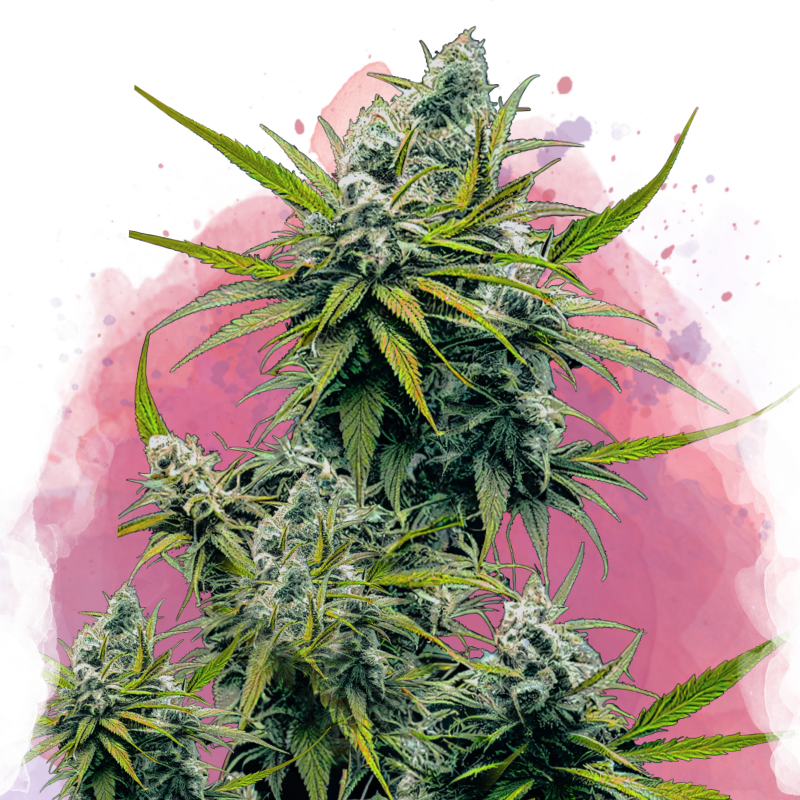 Nicole Kush Feminized Seeds