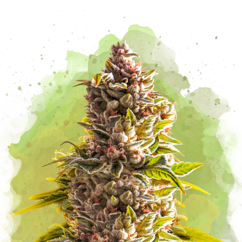Northern Light Autoflower Seeds