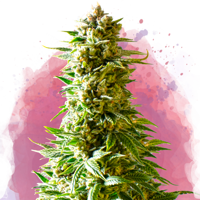 Northern Light Feminized Seeds