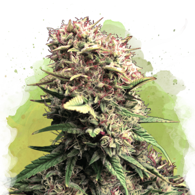 OG Kush Autoflower Seeds