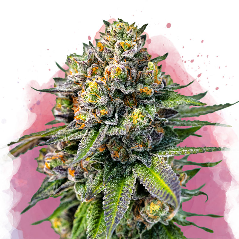 OG Kush Feminized Seeds