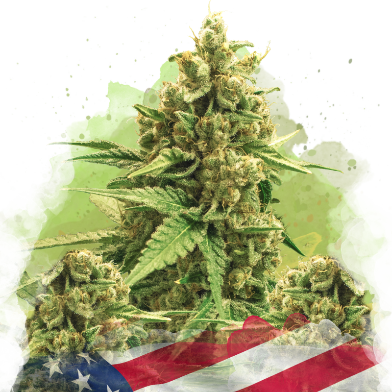 Original Glue Autoflower Seeds