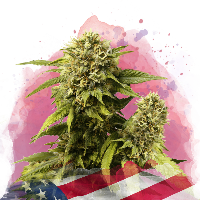 Original Glue Feminized Seeds