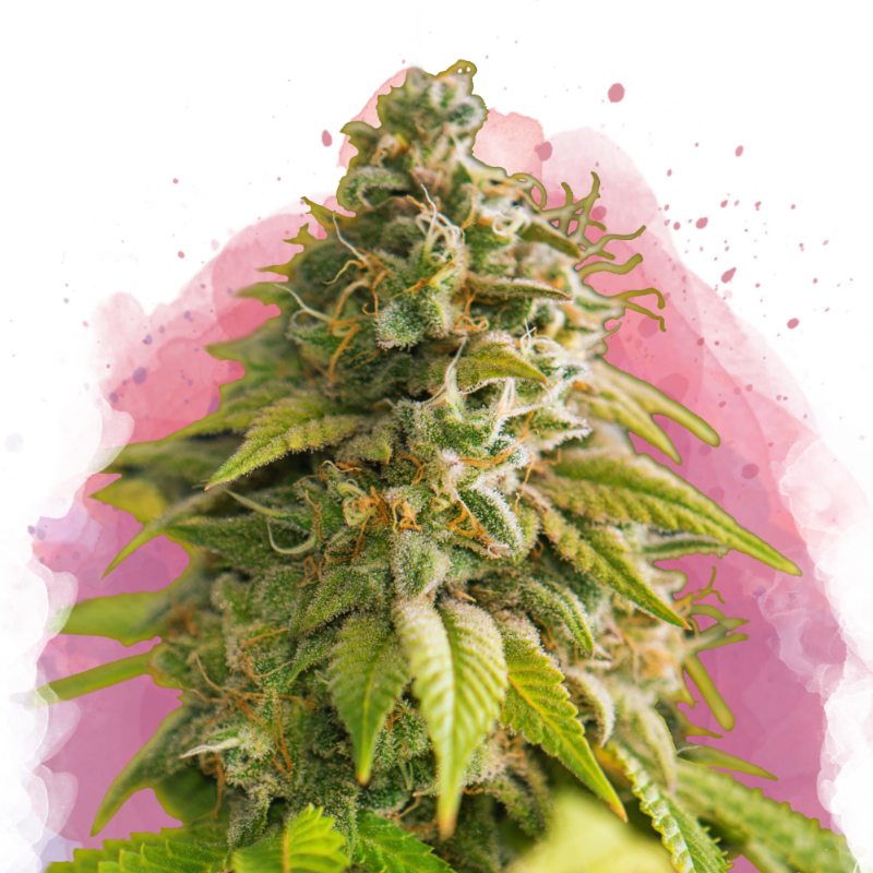 Papaya Feminized Seeds