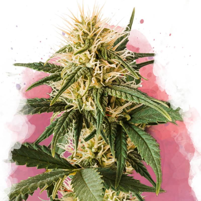 Pure Power Plant Feminized Seeds