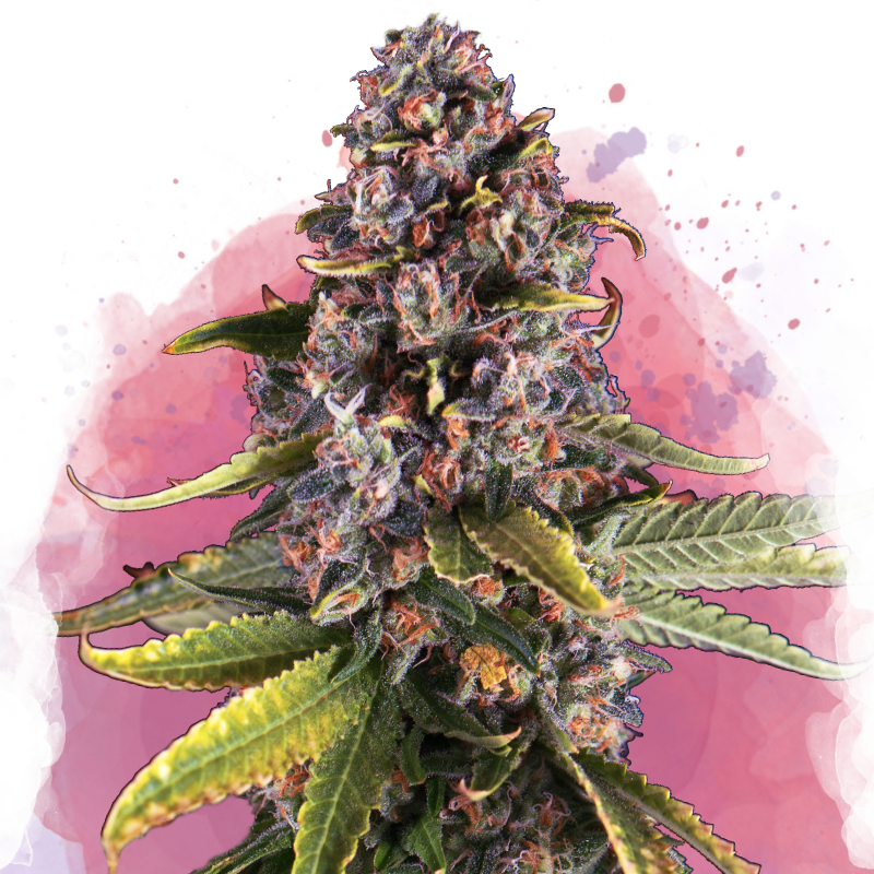 Raspberry Cough Feminized Seeds